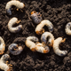 Illustration for article titled In the future, we'll eat bug-fed beef